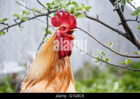 , Sfondo bianco, agriturismo, verde, canzone, bella, erba, design, natura, pollo, colore nero, estate, colorati Foto Stock