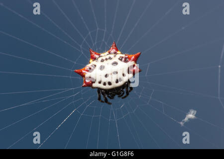 Una femmina spinybacked orbweaver (gasteracantha cancriformis), bianco con spine rosse, attende al centro del suo web. Foto Stock