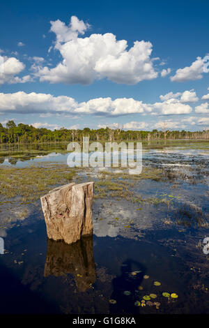 La palude nei pressi di Neak Pean, tempio di Angkor, Siem Reap, Cambogia Foto Stock