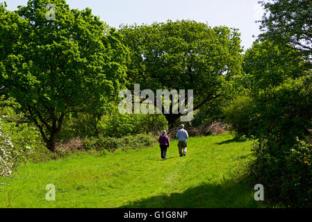 Percorso attraverso Fingringhoe Wick, un Essex Wildlife Trust riserva naturale, Essex, Inghilterra, Regno Unito Foto Stock