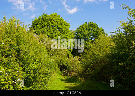 Percorso attraverso Fingringhoe Wick, un Essex Wildlife Trust riserva naturale, Essex, Inghilterra, Regno Unito Foto Stock