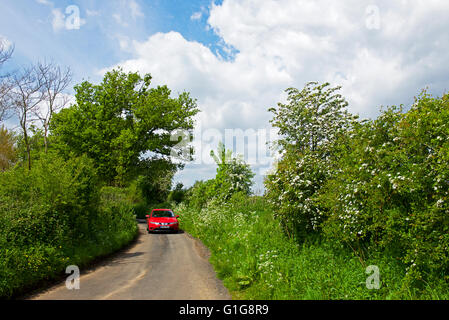 Auto sulla strada attraverso Fingringhoe Wick, un Essex Wildlife Trust riserva naturale, Essex, Inghilterra, Regno Unito Foto Stock