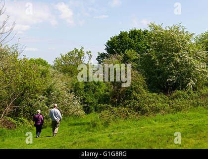 Due persone che camminano sul percorso attraverso Fingringhoe Wick, un Essex Wildlife Trust riserva naturale, Essex, Inghilterra, Regno Unito Foto Stock