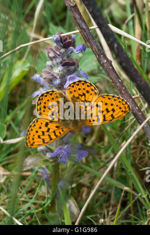 Pearl confina fritillary butterfly (Boloria euphrosyne) su fiori selvaggi nel Hampshire, Inghilterra Foto Stock