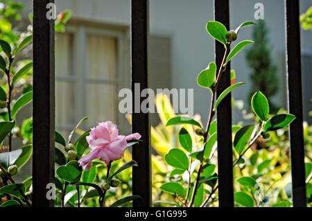 Vintage abitazioni storiche nel Garden District di New Orleans in Louisiana Foto Stock