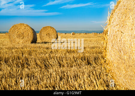 Rotolo di grano di balle a campo, scena di sunrise Foto Stock