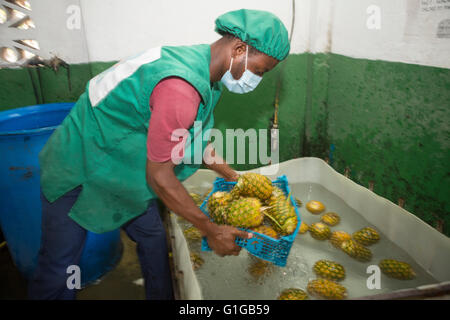 Il commercio equo e solidale ananas processore / produttore di Grand Bassam, Costa d'Avorio, l'Africa occidentale. Foto Stock