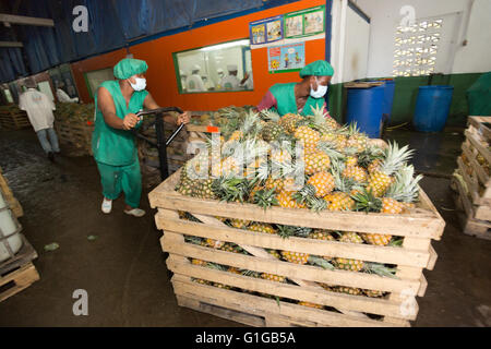 Il commercio equo e solidale ananas processore / produttore di Grand Bassam, Costa d'Avorio, l'Africa occidentale. Foto Stock