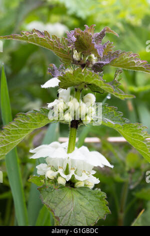Vista ravvicinata di un bianco ortica pianta Lamium (album) crescita selvaggia intorno a Durham, Inghilterra. Foto Stock