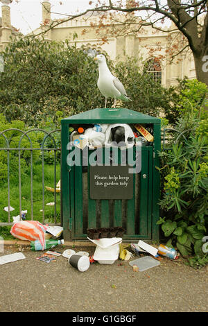 Seagull in Brighton posatoi su un contenitore che è oltre che scorre con la spazzatura. Foto Stock