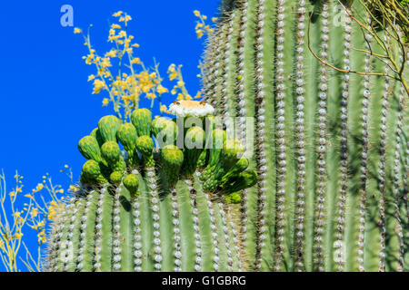 Cactus Saguaro in Bloom, Arizona Foto Stock