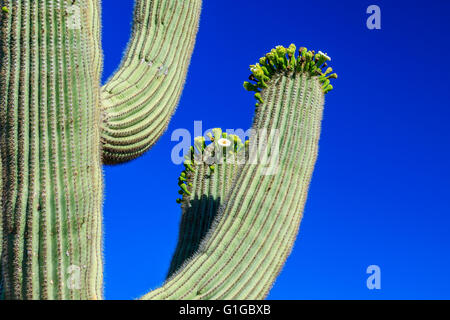 Cactus Saguaro in Bloom, Arizona Foto Stock