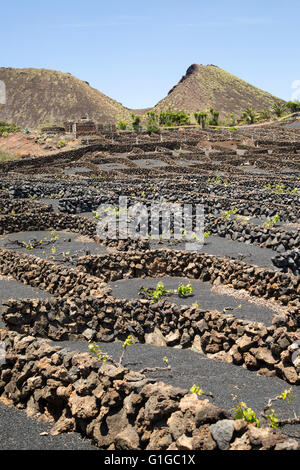 Muri in pietra a secco e vigneti in contenitori protetti, nei pressi di Orzola, Lanzarote, Isole Canarie, Spagna - La Quemada Orzola de Foto Stock