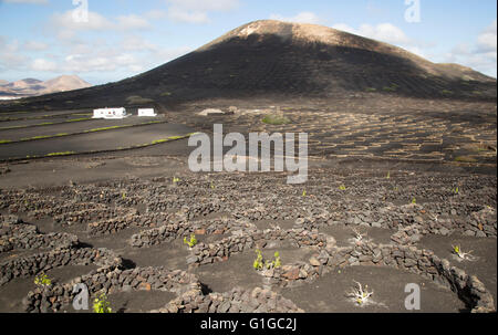 Vitigni crescente in nero il terreno vulcanico in protected racchiuso box, La Geria, Lanzarote, Isole Canarie, Spagna Foto Stock