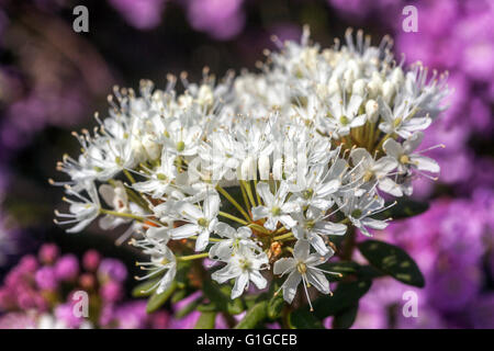 Ledum groenlandicum 'Compactum', Labrador Tea, Foto Stock