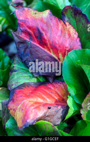 Foglie colorate, Rosso Bergenia Foto Stock