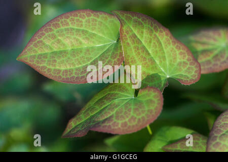 Epimedium foglie in primavera Foto Stock