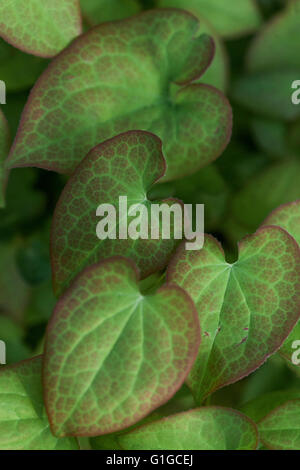 Epimedium foglie in primavera Foto Stock