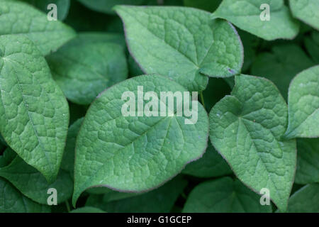 Epimedium foglie in primavera Foto Stock