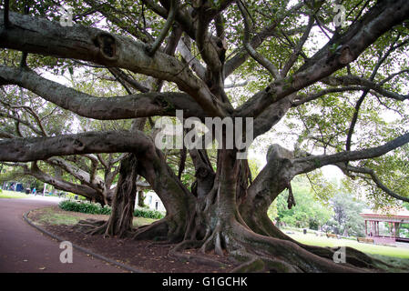 Albero con fitti rami ritorti ed enormi radici in Albert Park di Auckland, in Nuova Zelanda. Foto Stock