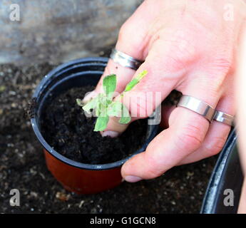 Closeup mano maschio piantare piante giovani in piccolo vaso di fiori con il terreno. Foto Stock