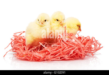 Tre piccoli polli giallo in carta rosa nest isolati su sfondo bianco Foto Stock