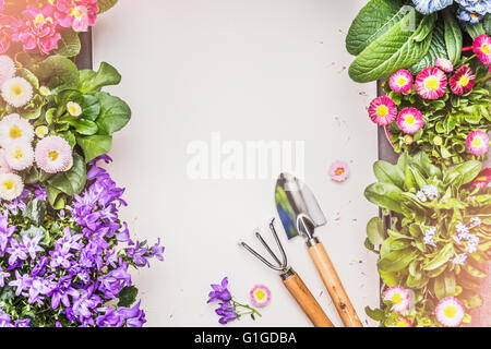 Sfondo di giardinaggio con vari fiori da giardino e strumenti in calcestruzzo di colore grigio, vista dall'alto. Giardino di fiori di concetto Foto Stock