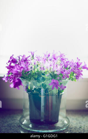 Campana di graziosi fiori in vaso di vetro sul davanzale. Decorazione della Casa Foto Stock