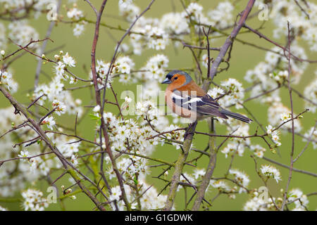 Fringuello Fringilla coelebs maschio su prugnolo albero con fiore a molla Foto Stock