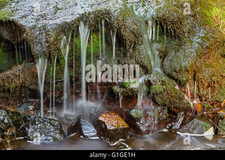 Dettaglio colpo di una piccola cascata in un torrente di montagna in Hautes Fagnes, Ardenne, Belgio Foto Stock
