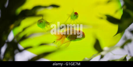 Pesci Rossi in acquario isolati su sfondo bianco Foto Stock