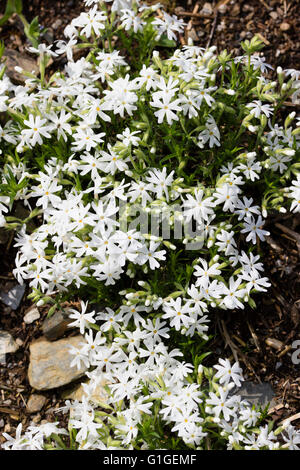 5 petalled bianco fiori adornano i fusti striscianti del moss phlox, Phlox subulata 'Snowflake' Foto Stock