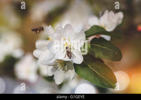 Le api raccolgono il polline di melo. In prossimità dei due api in bilico e raccogliere il polline dei fiori di melo in primavera. Foto Stock