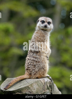 Meerkat su un registro alto come vedetta per il gruppo Foto Stock