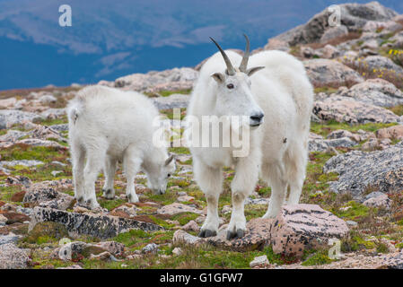 Capre di montagna (Oreamnos americanus), Nanny e Kid, Mount Evans Wilderness Area Montagne Rocciose, Colorado, STATI UNITI D'AMERICA Foto Stock