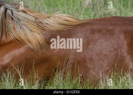 Wild Horse, (Equs ferus), particolare della criniera, Western America del Nord Foto Stock