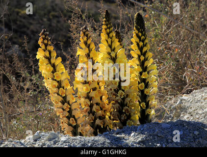 Succhiamele prataiolo giallo, Cistanche phelypaea, fioritura in Paraje Natural de Karst en Yesos, Sorbas, Almeria, Spagna Foto Stock