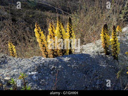 Succhiamele prataiolo giallo, Cistanche phelypaea, fioritura in Paraje Natural de Karst en Yesos, Sorbas, Almeria, Spagna Foto Stock
