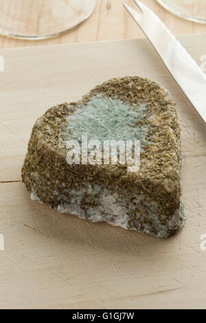 In stile tradizionale francese di formaggio di capra con stampo commestibili Foto Stock