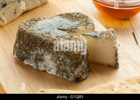 In stile tradizionale francese di formaggio di capra con stampo commestibili Foto Stock