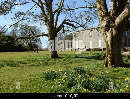 I narcisi e la facciata ovest della Corte di Arlington North Devon Chichester Casa Famiglia National Trust House e Giardini Foto Stock