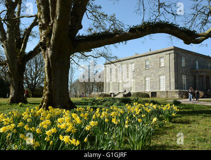 I narcisi e la facciata ovest della Corte di Arlington North Devon Chichester Casa Famiglia National Trust House e Giardini Foto Stock