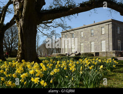 I narcisi e la facciata ovest della Corte di Arlington North Devon Chichester Casa Famiglia National Trust House e Giardini Foto Stock