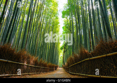 Bellissima scena nel Arashiyama foresta di bamboo con la luce del sole di mattina il filtraggio attraverso gli steli Foto Stock