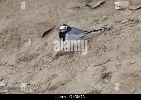 Wagtail mascherato (Motacilla alba personata). Foto Stock