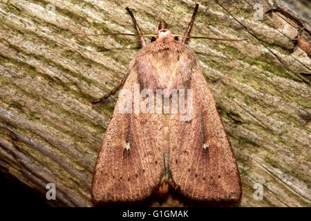 La falena di argilla (Mythimna ferrago). British insetto in famiglia Noctuidae, la più grande famiglia britannica di falene Foto Stock