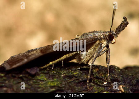 Il muso di Tarma (Hypena proboscidalis) nel profilo mostra palpi. British insetto in famiglia Erebidae, precedentemente in Noctuidae Foto Stock