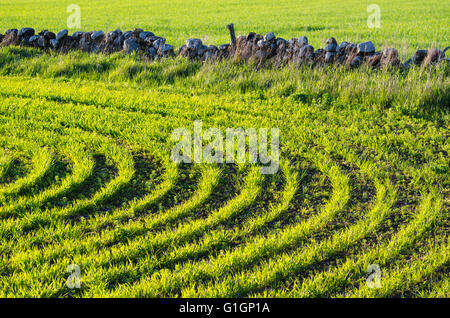 Soleggiato verde filari di mais Foto Stock