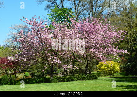 Una fila di alberi di ciliegio in piena fioritura, mostra una mirabile diffusione di rosa. Foto Stock
