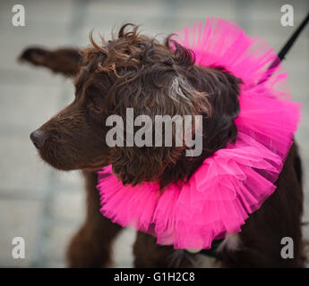 Aberystwyth, Ceredigion, West Wales, Regno Unito. 15 Maggio, 2016. Gara per la vita in Aberystwyth Prom. Questo anno si prevede di aumentare in eccesso di £ 65.000. Credito: Veterano Fotografia/Alamy Live News Foto Stock